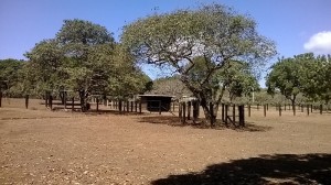 Finca 051