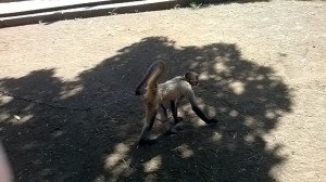 Finca 055
