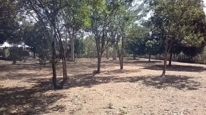 Finca 064